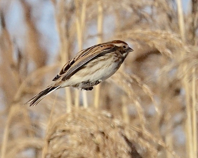 reed bunting